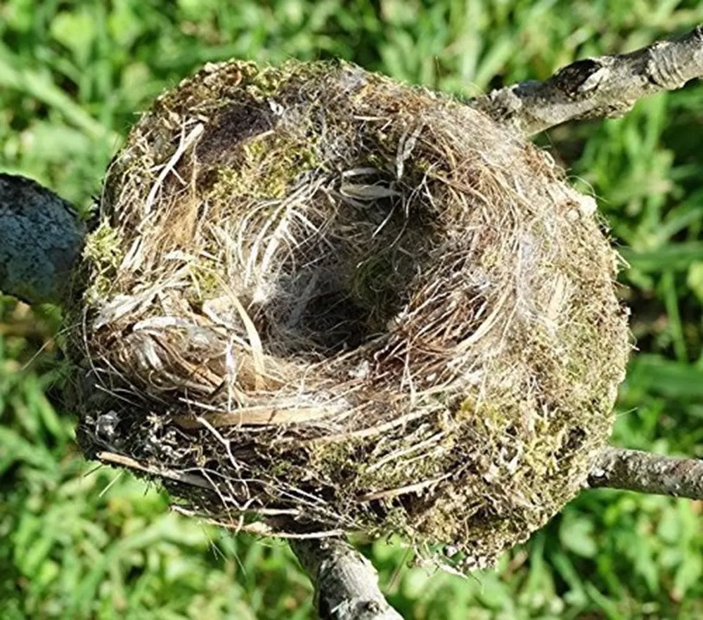 Bird Nesting Ball